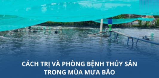 Cách trị và phòng bệnh thủy sản trong mùa mưa bão